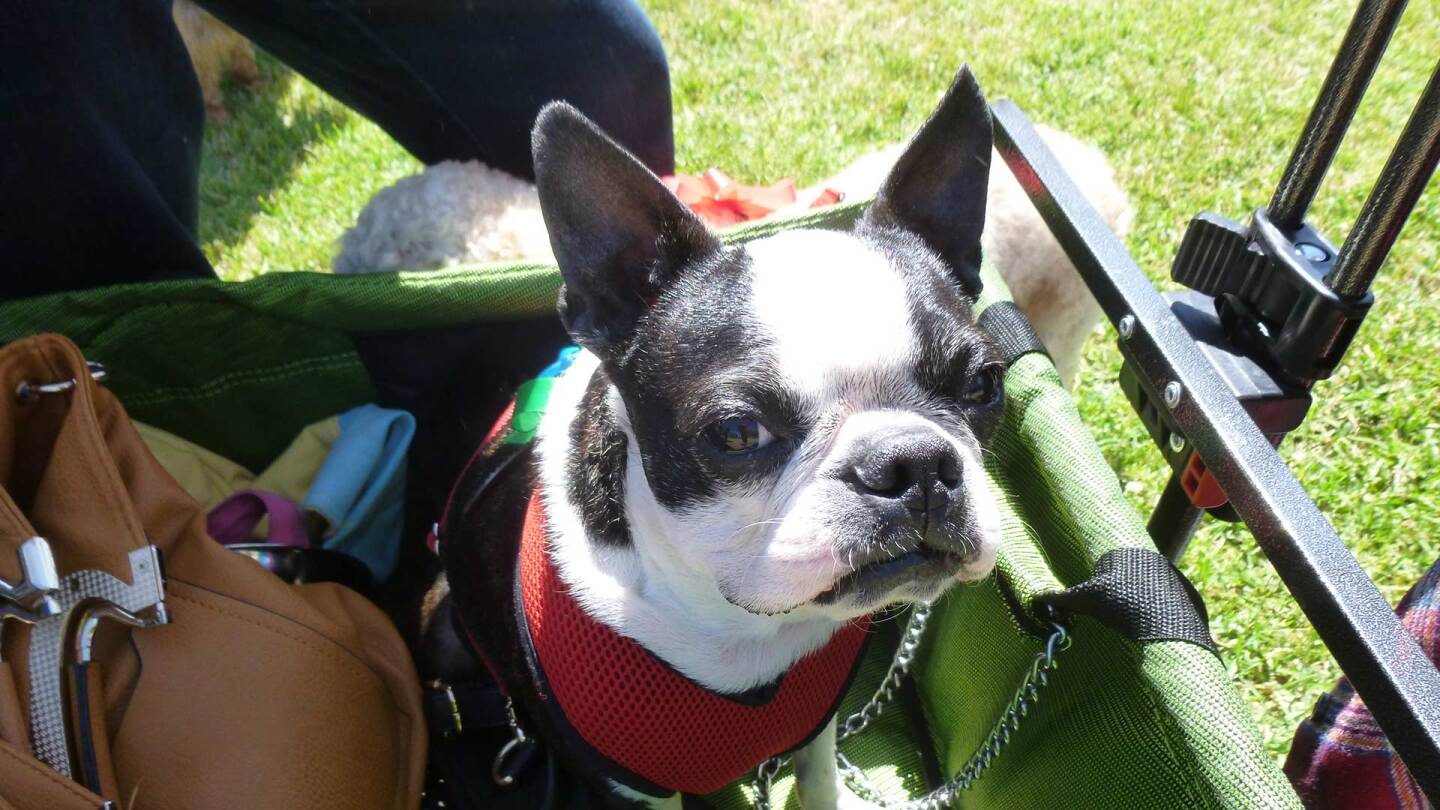 French bulldog sits in a basket at Blessing of the Animals