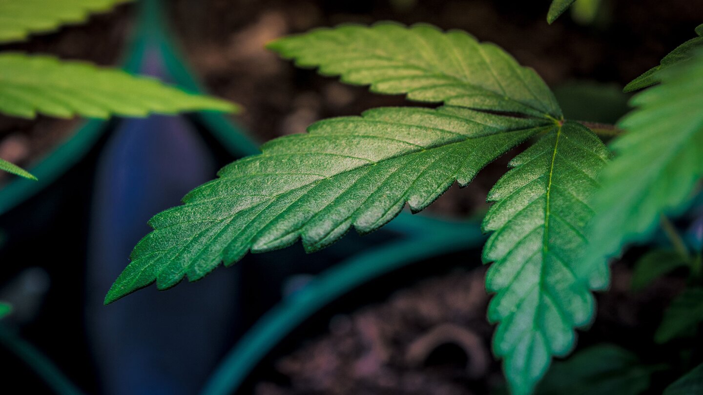 Marijuana plant