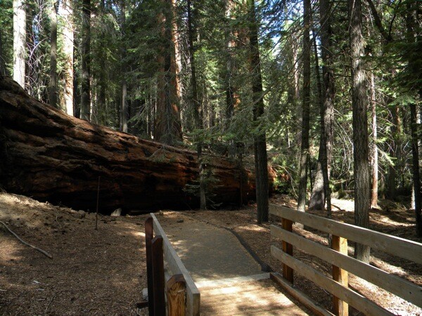 Photo Courtesy Sequoia National Forest