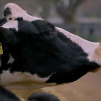 Fighting Cow Methane With Seaweed