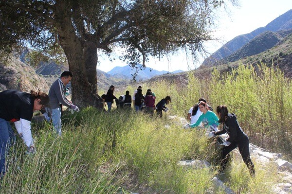 Students from John Marshall High School remove invasive Smilo grass as part of the watershed restoration project in Big Tjunga Canyon. | Photo: Courtesy Edward Belden