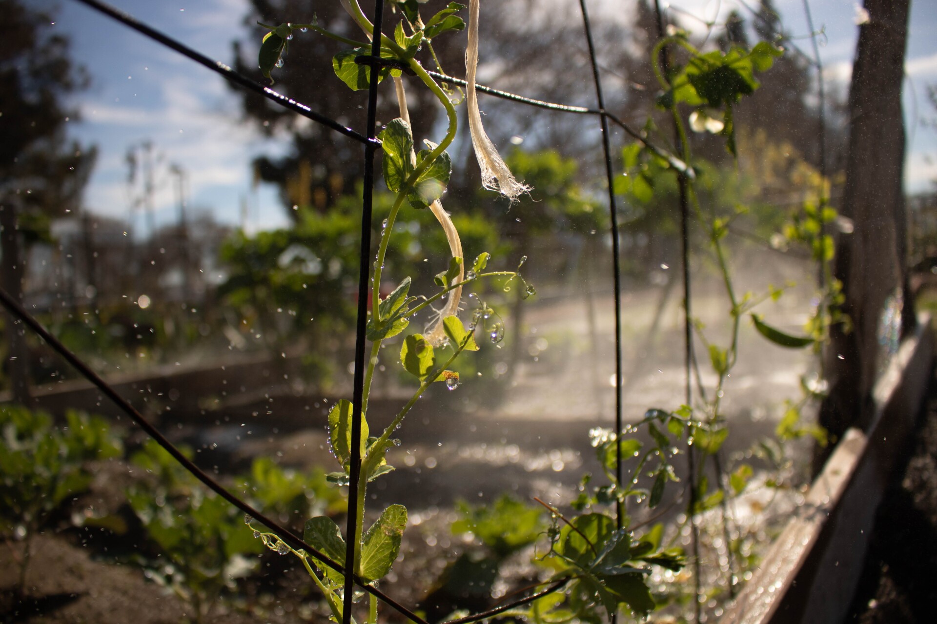 A close-up of a string bean plant climbing up netting. Behind, mist waters the plant and the surrounding soil.