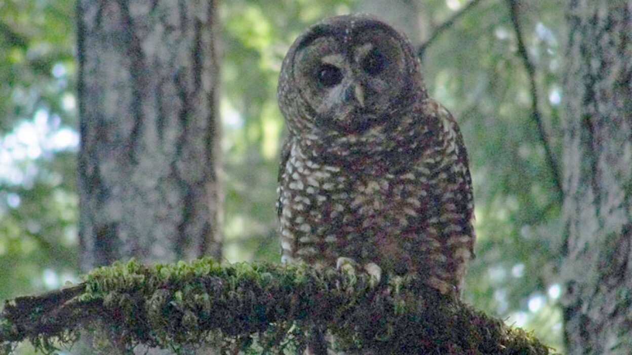 spotted-owl-10-6-16.jpg