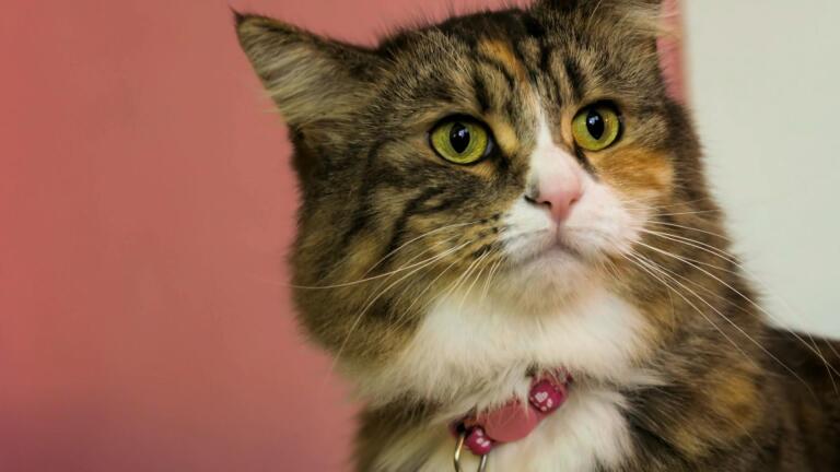 Are Cats More Expressive Than We Think?