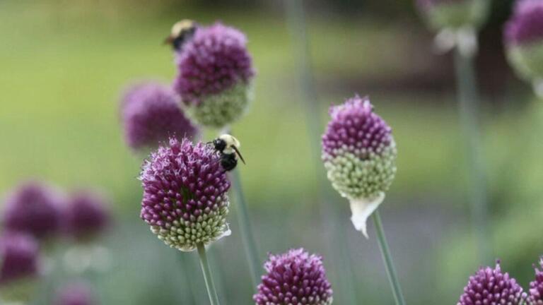 Neonics: Toxic Until Fully Tested