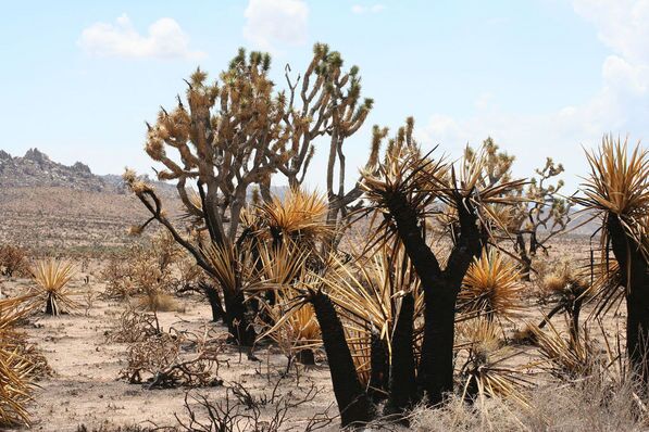 Dead and dying yuccas in the wake of the 2005 Hackberry fires, Mojave National Preserve | Chris Clarke photo
