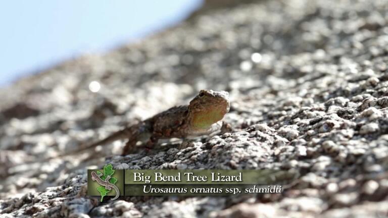 Big Bend Tree Lizard