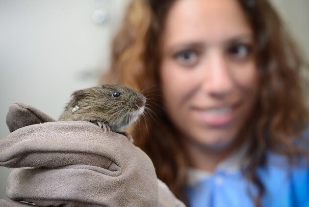 amargosa-vole-release-4-10-15-thumb-630x421-90868