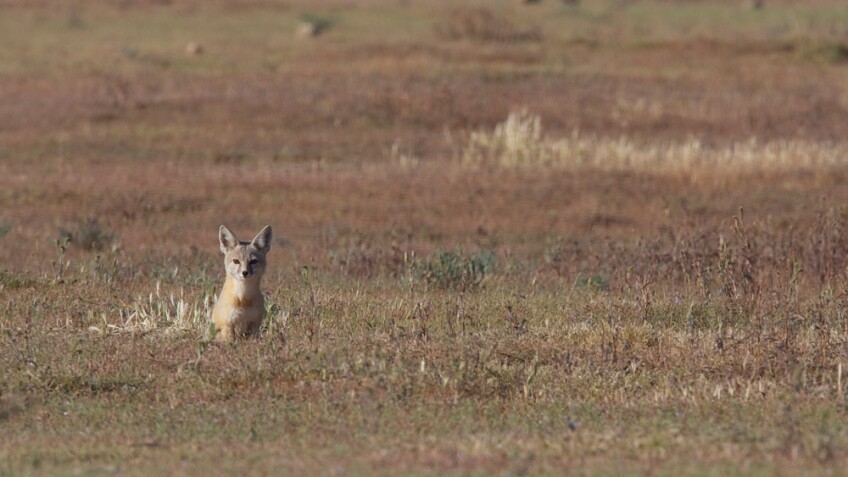 A San Joaquin Kit Fox in the Carrizo Plain | Photo: Gregory "Slobirdr" Smith, some rights reserved