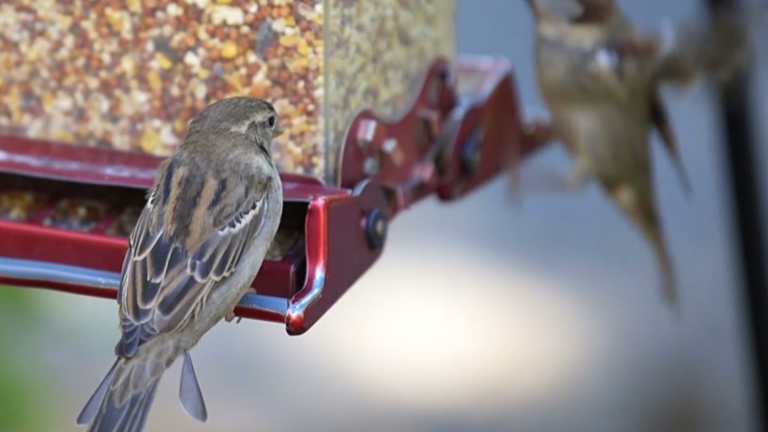Creating Backyard Habitats for Wildlife