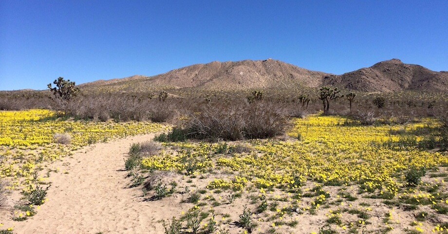 At the lower elevation levels, the trails are sandy. | Photo: Zach Behrens/KCET