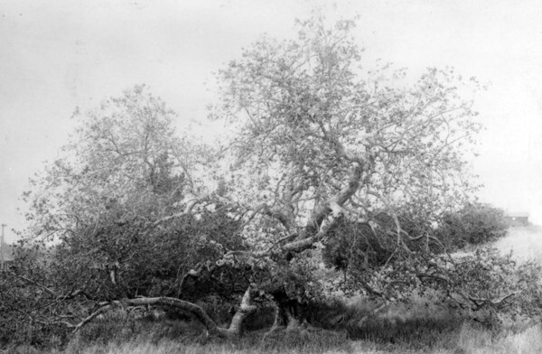 A famous sycamore tree grew in Sawtelle near the Soldiers' Home well into the 1920s. Courtesy of the Photo Collection, Los Angeles Public Library.