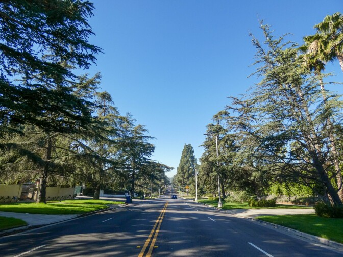 Tall cedar trees line both sides of an asphalt road divided by two double yellow lines.