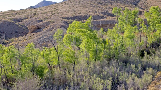 Willows and cottonwoods at Bonanza Spring | Photo: Chris Clarke
