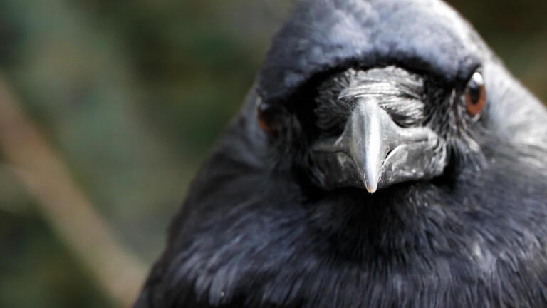 These 5 Creatures Make a Living Off of Death: A Halloween Compilation