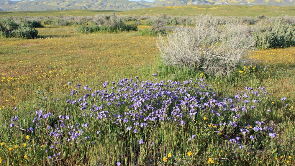 Carrizo Plain phacelia | Photo: jkauffeld/iStockPhoto