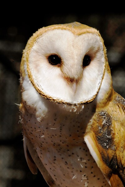 A barn owl | Photo: Nature of Wildworks