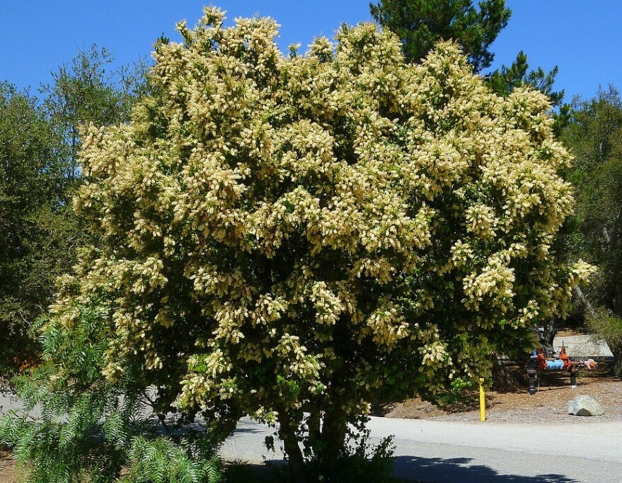 Ca Native Trees That Are Easy On Your Water Bill Kcet