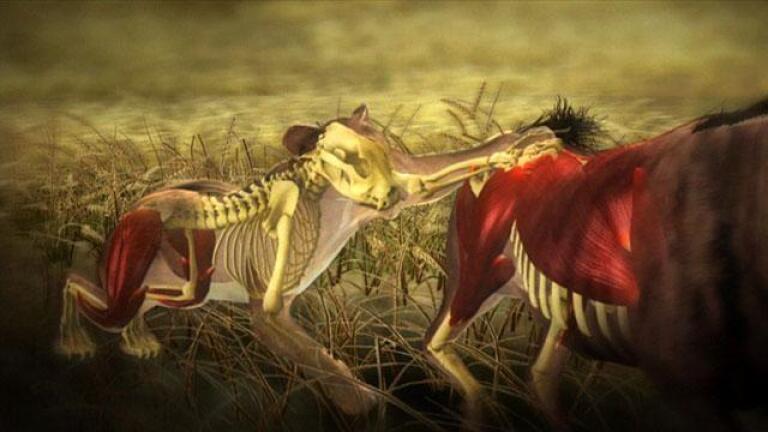 Moment of Impact: "Hunters and Herds" - Preview