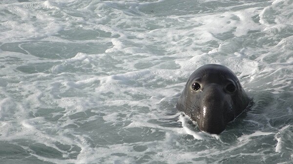 An elephant seal in the water at Piedras Blancas. | Photo: Zach Behrens/KCET