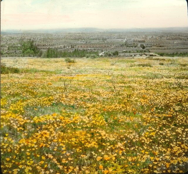 Lantern slide of a poppy field below in present-day Altadena, 1900. Courtesy of the Braun Research Library Collection, Autry National Center. Object ID LS.12459.
