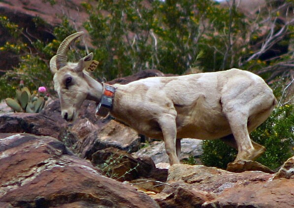 Peninsular bighorn sheep #257 in Anza Borrego | Creative Commons photo by djfrantic