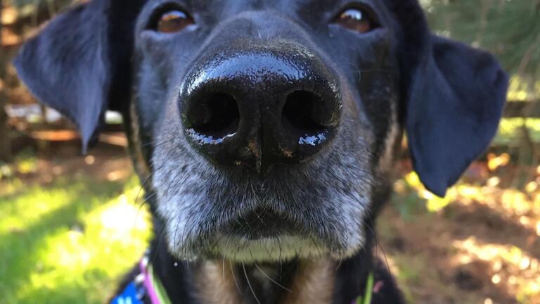 A scientist sniffs out the world of dogs