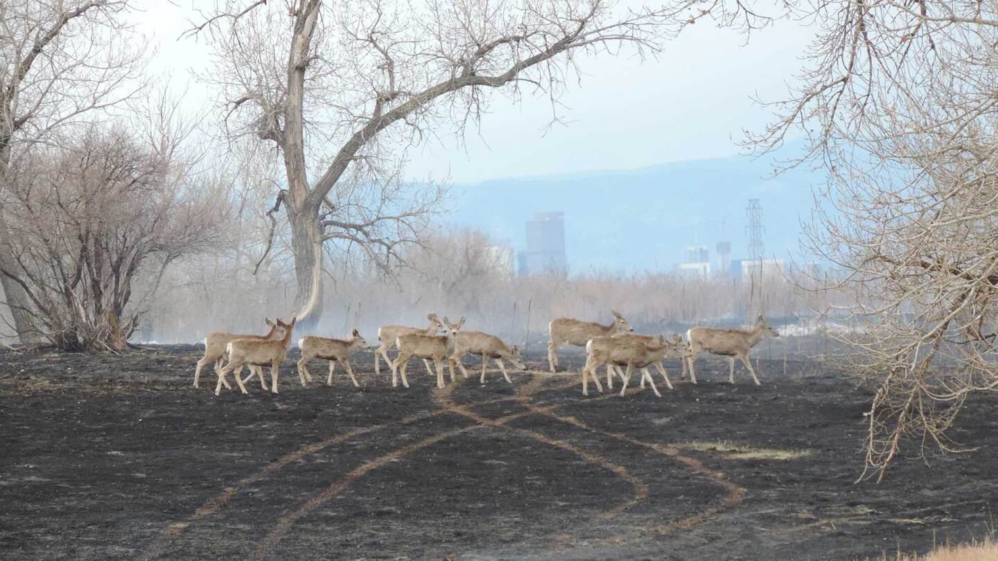 wildlife reutrning to area recently burned by prescribed fire