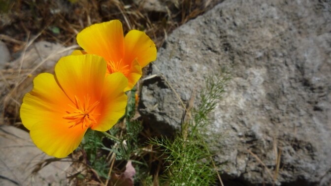 Wildflowers bloom at the Santa Monica Mountains
