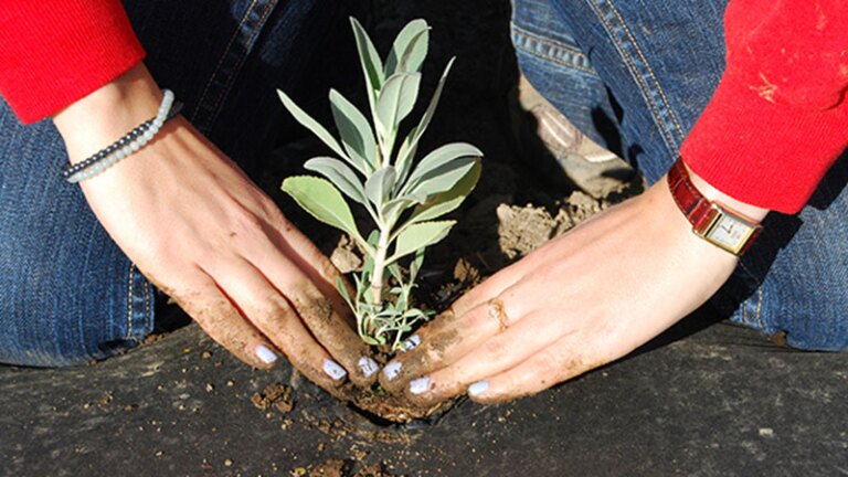 planting white sage