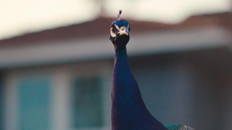 Our Neighbors, the Peacocks