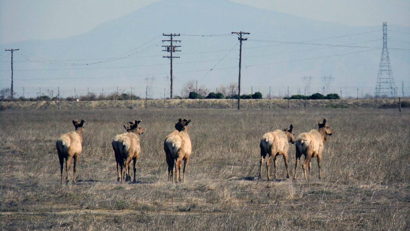 elk