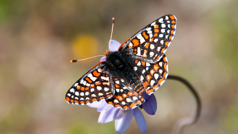 Quino checkerspot butterfly | Photo: USFWS