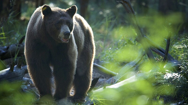 black-bear-10-14-16.jpg