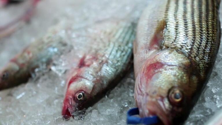 The Fish Episode, Y’all