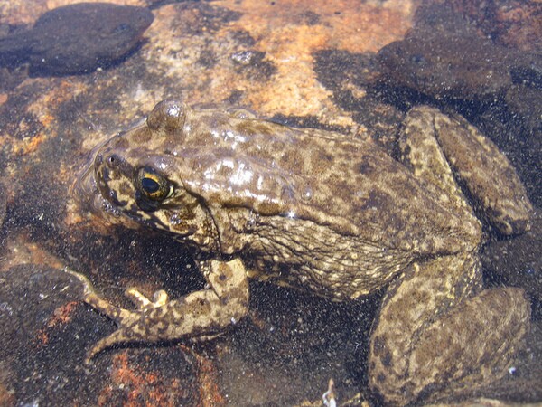 mountain-yellow-legged-williamson-rock-8-6-14-thumb-600x450-78793