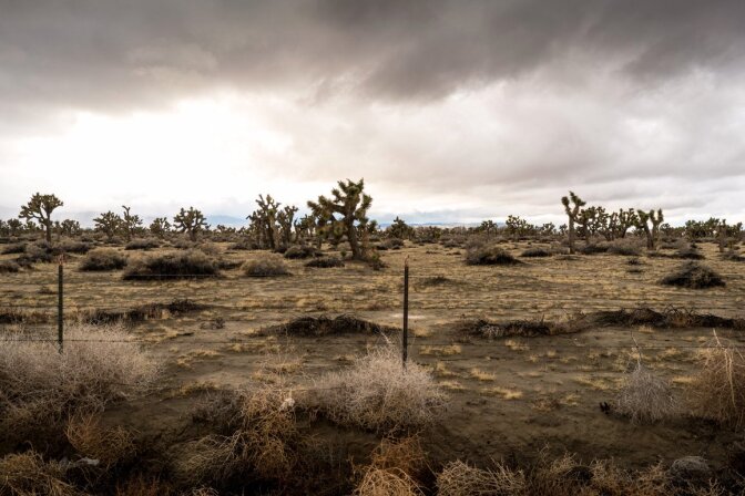 Looking west and directly opposite of the previous photograph shot along Avenue 50 shows undeveloped Joshua tree woodland. | Kim Stringfellow © 2017