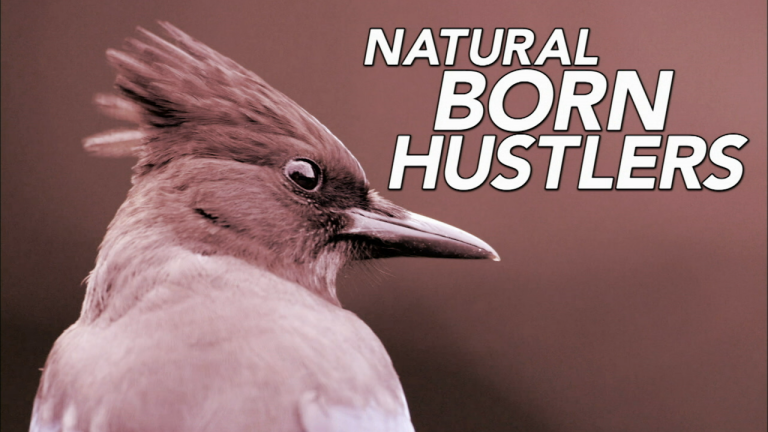 Natural Born Hustlers | Episode 1 | Preview