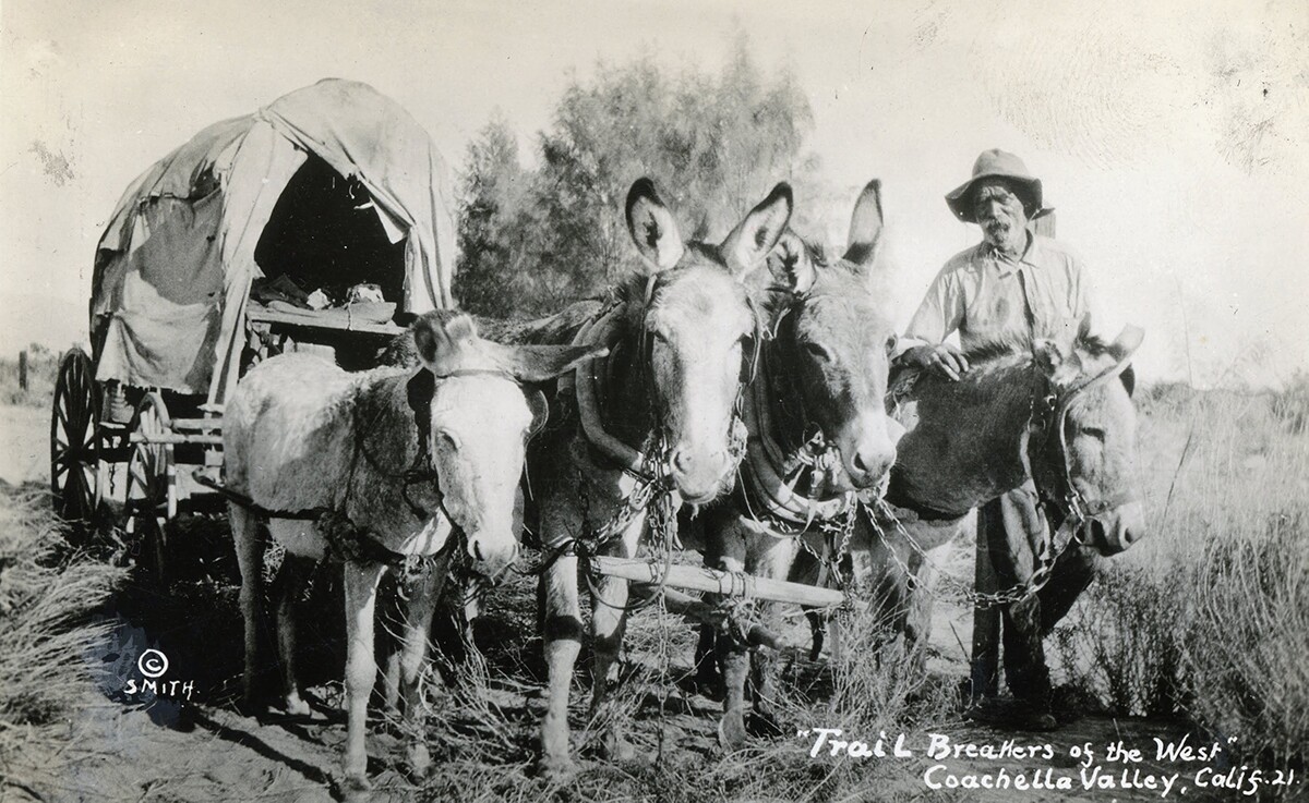 Mr. Brant, the Cactus Candy Man of Mecca, appeared in this postcard called Trail Breakers of the West. | Susie Keef Smith postcard. Warner Graves Collection.