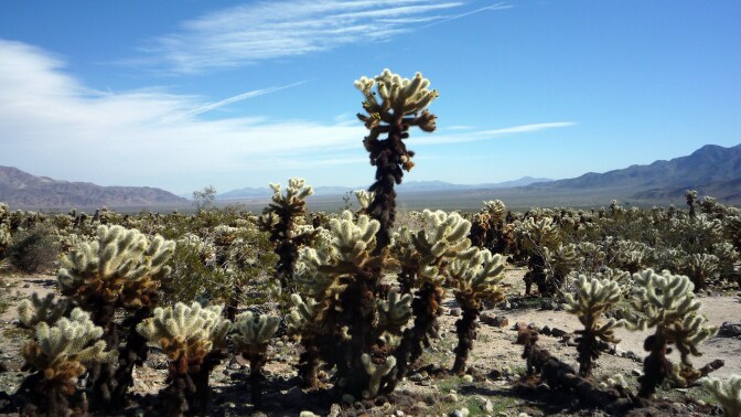 A Cholla garden.