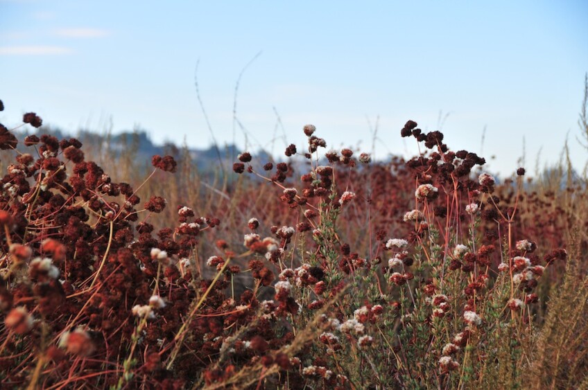 Plants at the Tajunga Wash.jpg