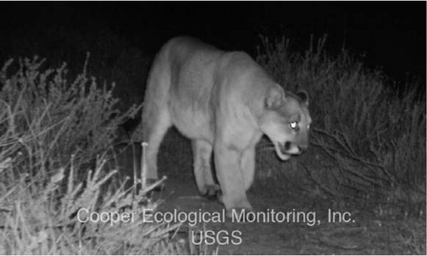 A mountain lion, named P22, was caught on a wildlife camera near Griffith Park in February 2012. | Photo: Courtesy Cooper Ecological Monitoring, Inc./Used with Permission