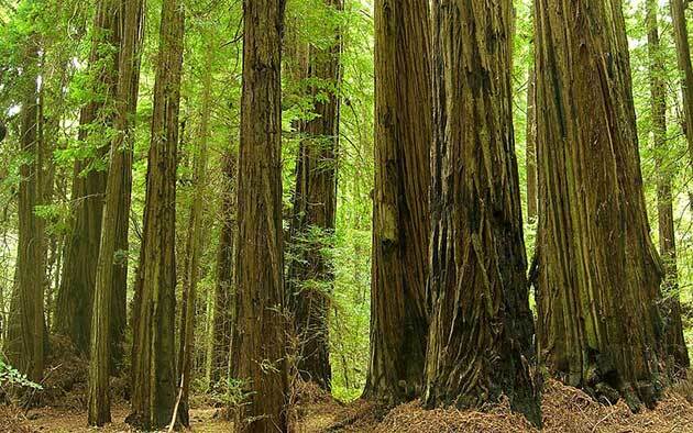grizzly-creek-redwoods-12-20-15-thumb-630x394-100245