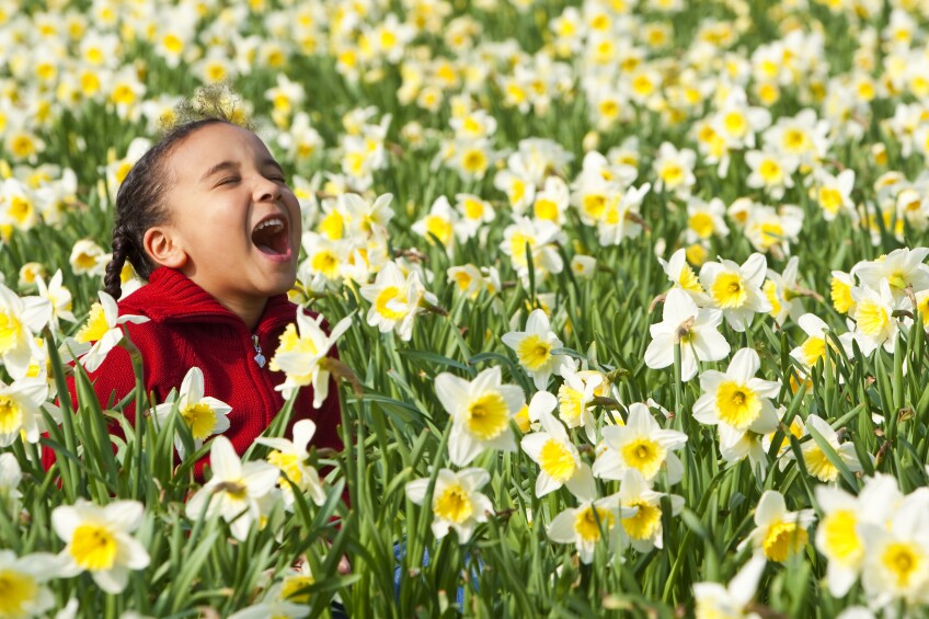 Una niña juega en un campo de narcisos.