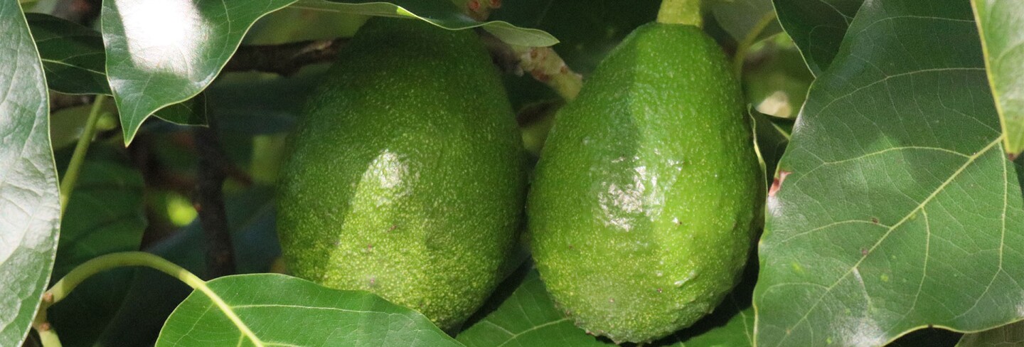 Avocados on the tree