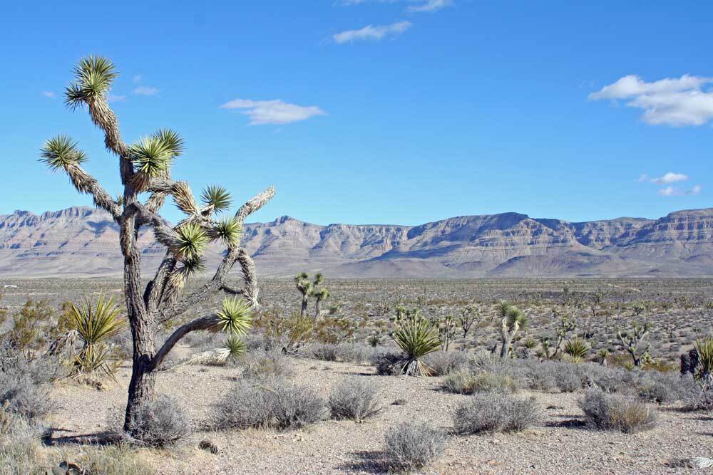 joshua-tree-genome-meadview-3-16-16.jpg