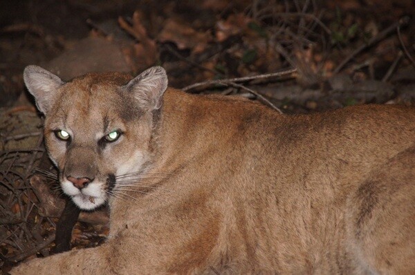 P22 moments before capture in Griffith Park by National Park Service scientists | Photo: Courtesy National Park Service