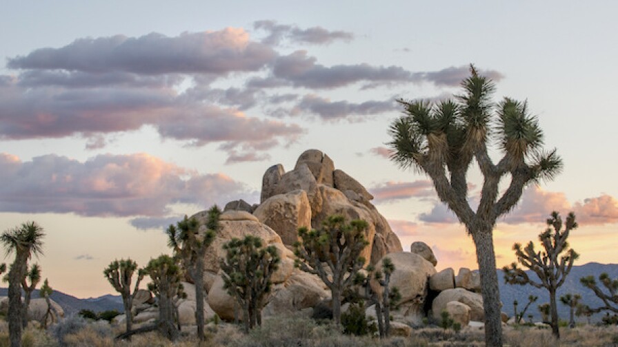 joshuatreeatepiphany