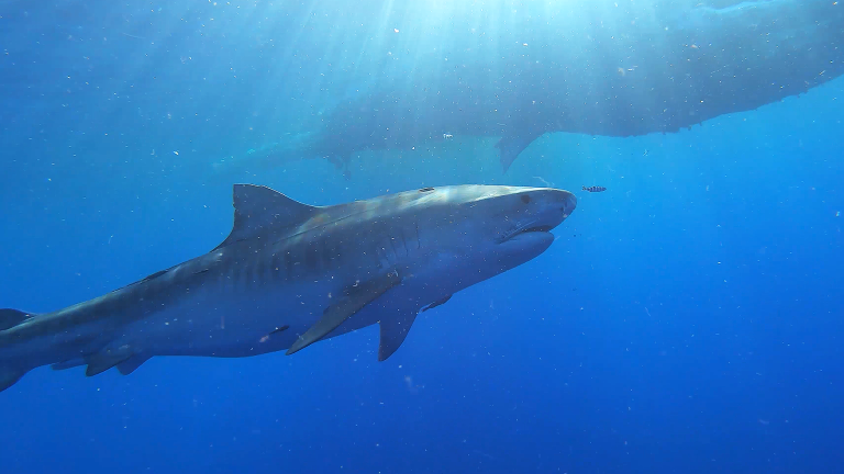 Preview of Sharks of Hawaii