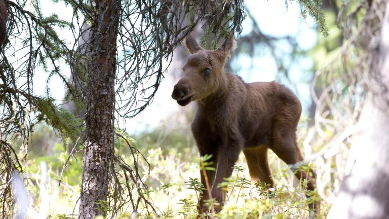 Moose: Life of a Twig Eater | Preview